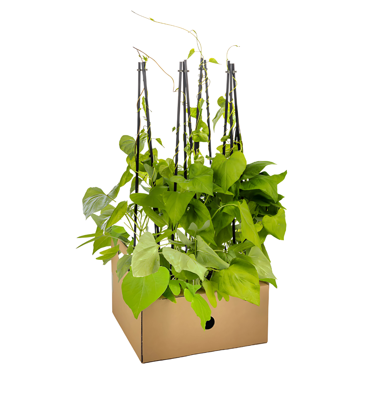 Ipomoea tricolor “Heavenly Blue” (4 Stück) | Prunkwinde | +/- 60cm | ø 13cm