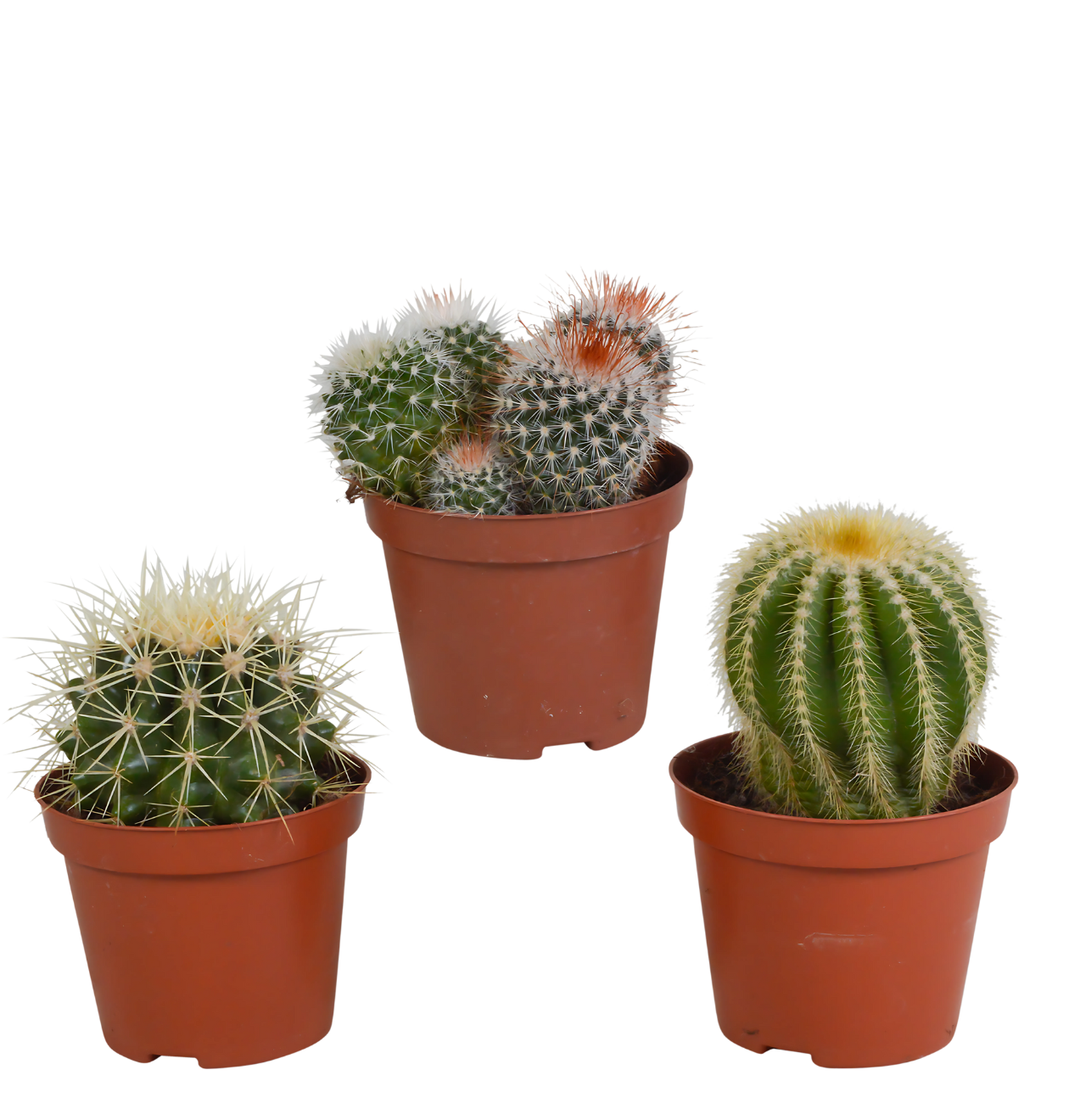 Bolcactus 3er-Set (Ohne Topf) | Kugelkaktus Mix | +/- 12-20cm | ø 8,5cm Topf