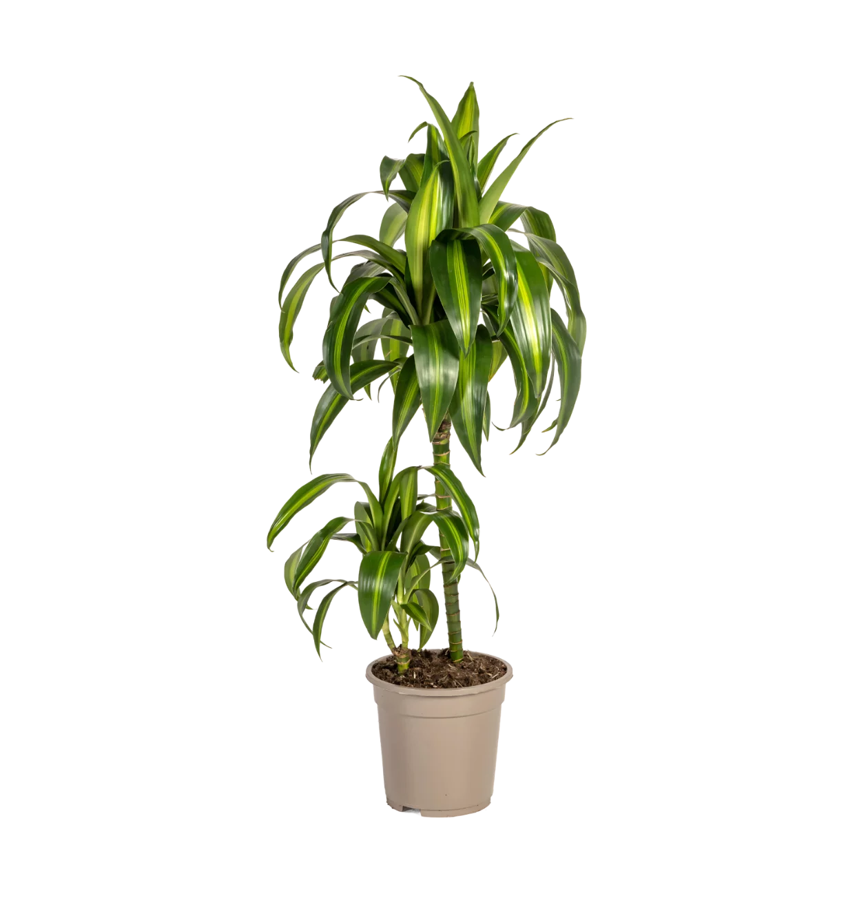 Dracaena Deremensis “Hawaiian Sunshine” | Drachenbaum | +/- 80cm | ø 19cm Topf