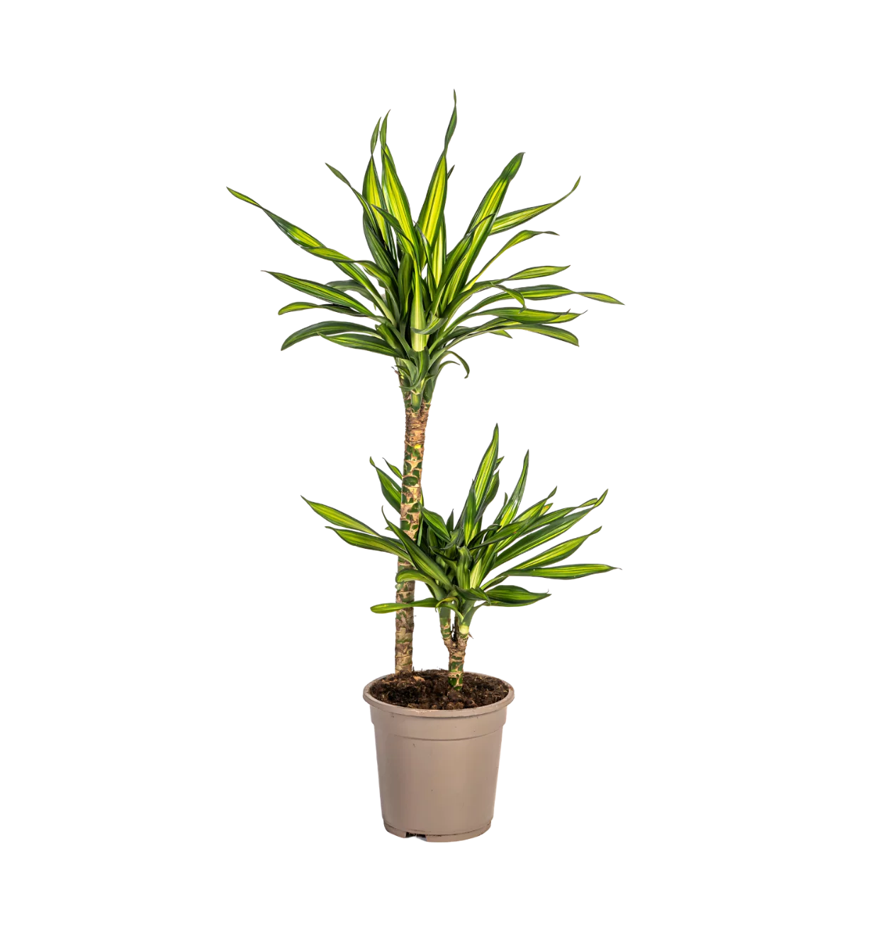 Dracaena Deremensis “Rikki” | Drachenbaum | +/- 80cm | ø 19cm Topf