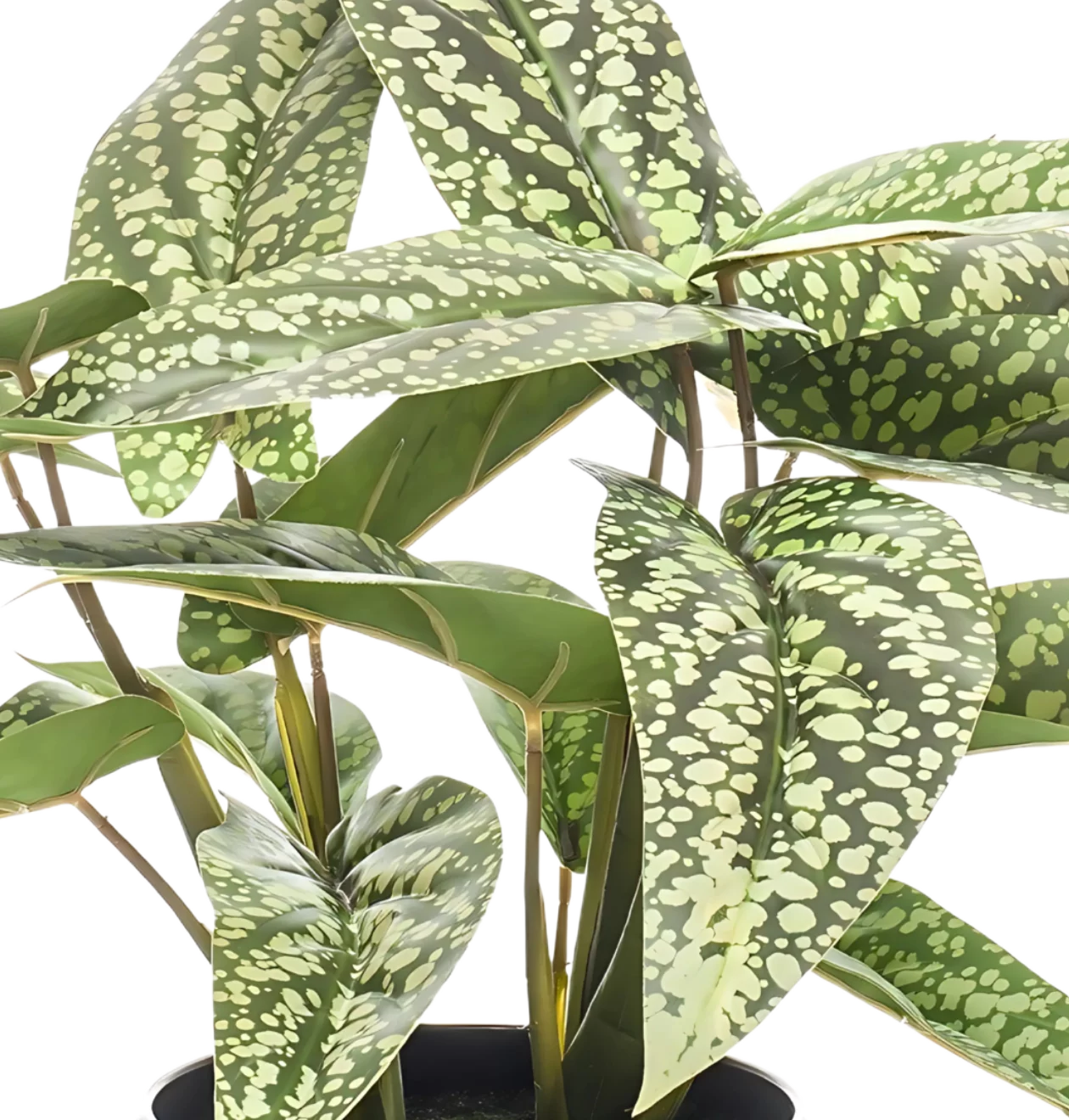 Künstliche Calathea “Dots” | Korbmarante | +/- 38cm | ø 15cm Topf