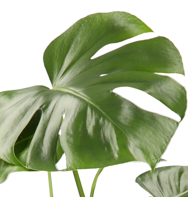 4er-Set Luftreinigende Pflanzen | Monstera | Einblatt | Dieffenbachie | Goldfruchtpalme | +/- 40-50cm | ø 12-15cm Topf