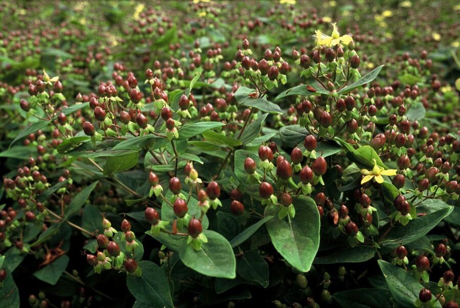 6x Hypericum inodorum 'Rheingold' - ↕10-25cm - Ø9cm