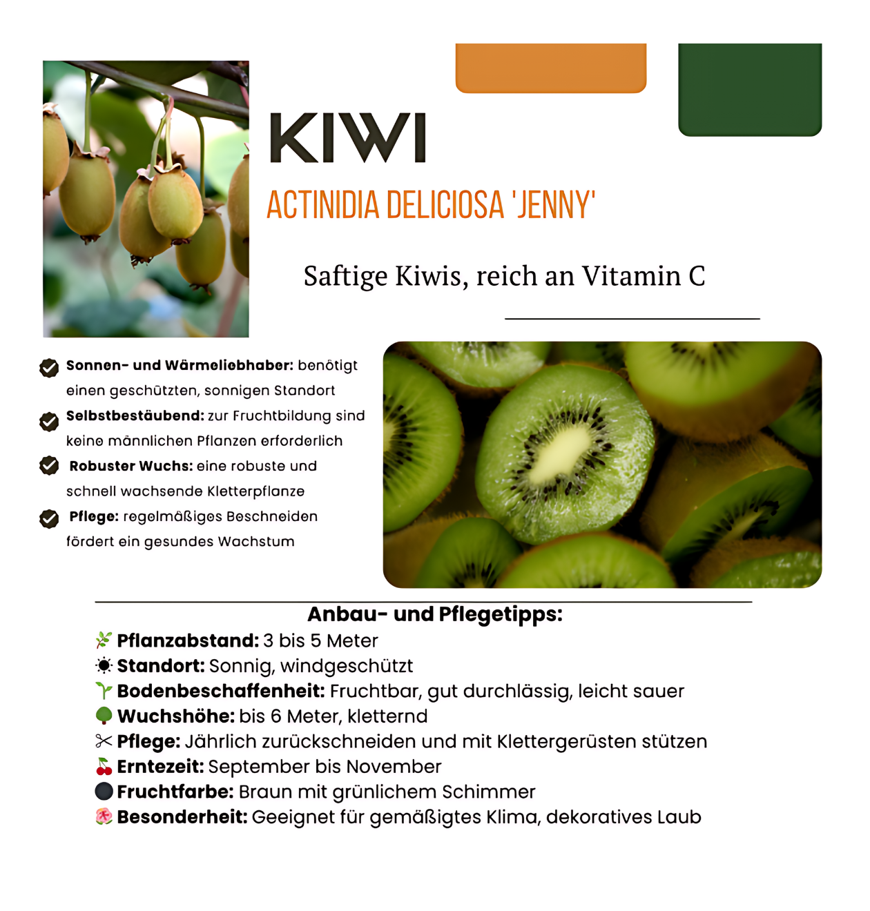 Bio Kiwipflanzen (3 Stück) | +/- 20 cm | ø 13 cm
