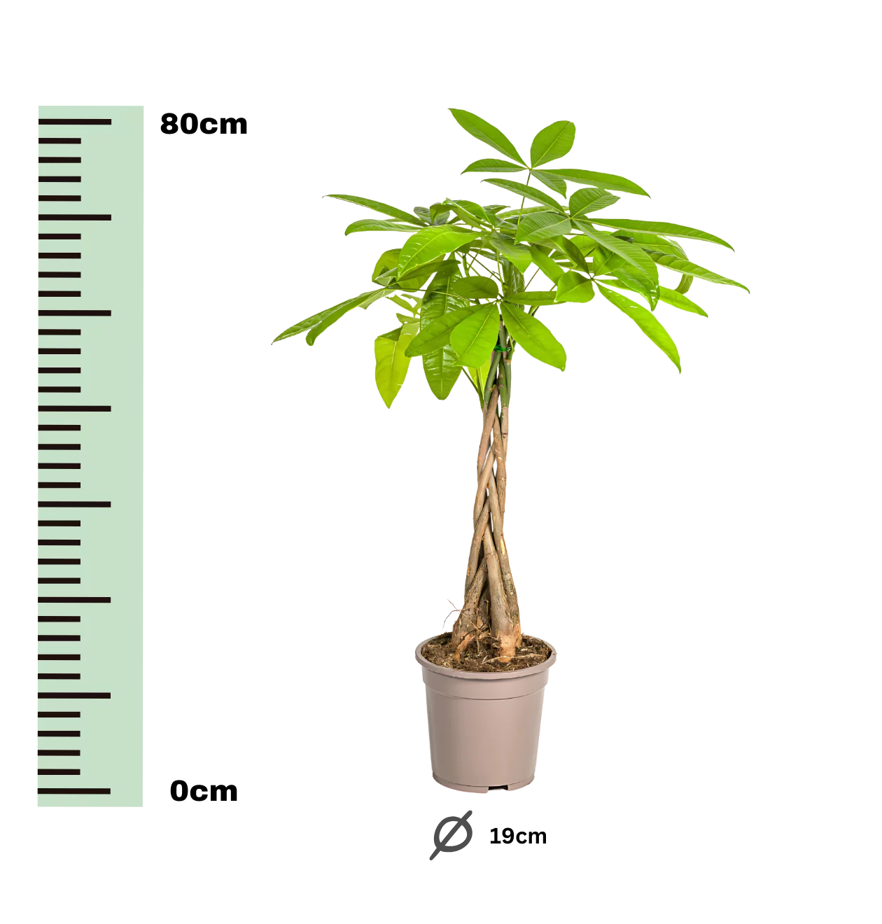 Pachira Aquatica | Glückskastanie | +/- 80cm | ø 19cm Topf