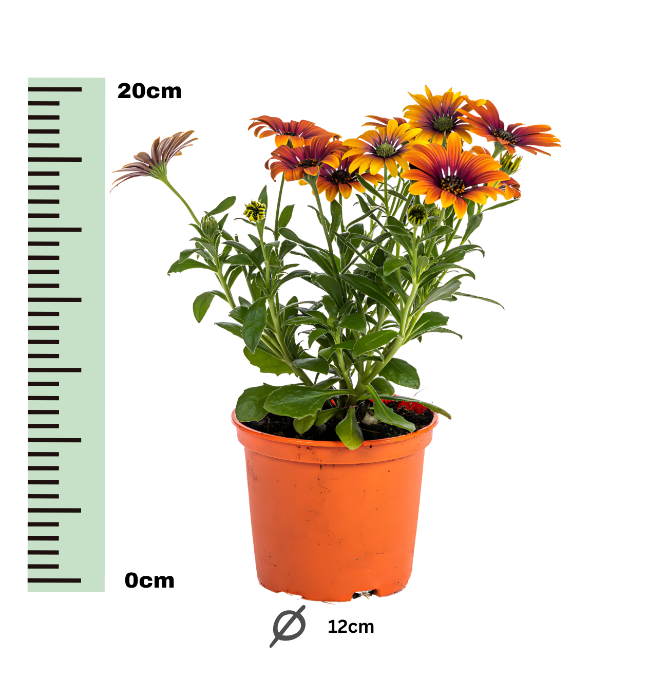 Osteospermum ecklonis “Orange” (8 Stück) | Kapmargerite | +/- 20cm | ø 12cm