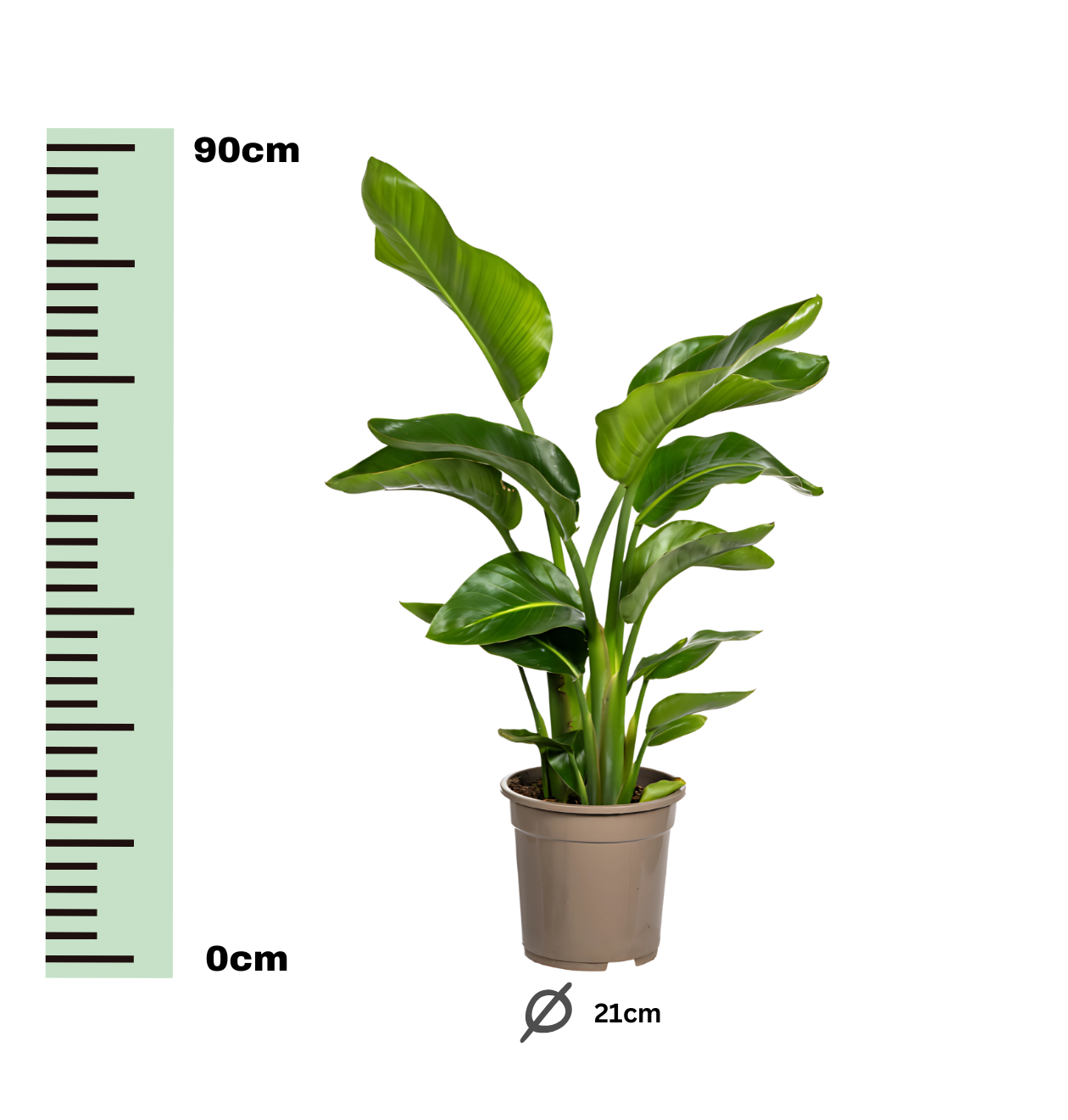 Strelitzia “Nicolai” | Baumstrelitzie | +/- 80-90cm | ø 21cm Topf