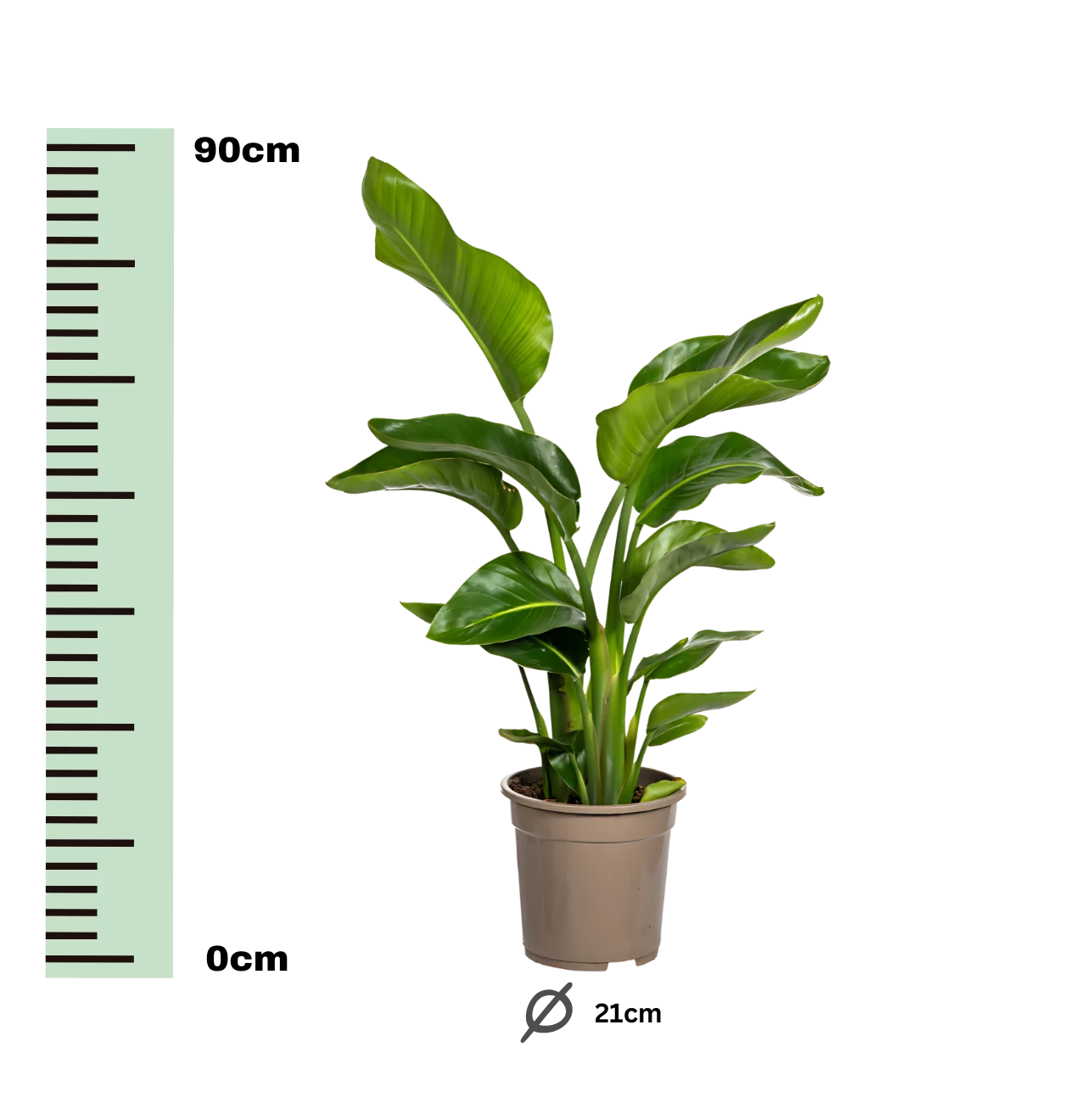 Strelitzia “Nicolai” | Baumstrelitzie | +/- 80-90cm | ø 21cm Topf