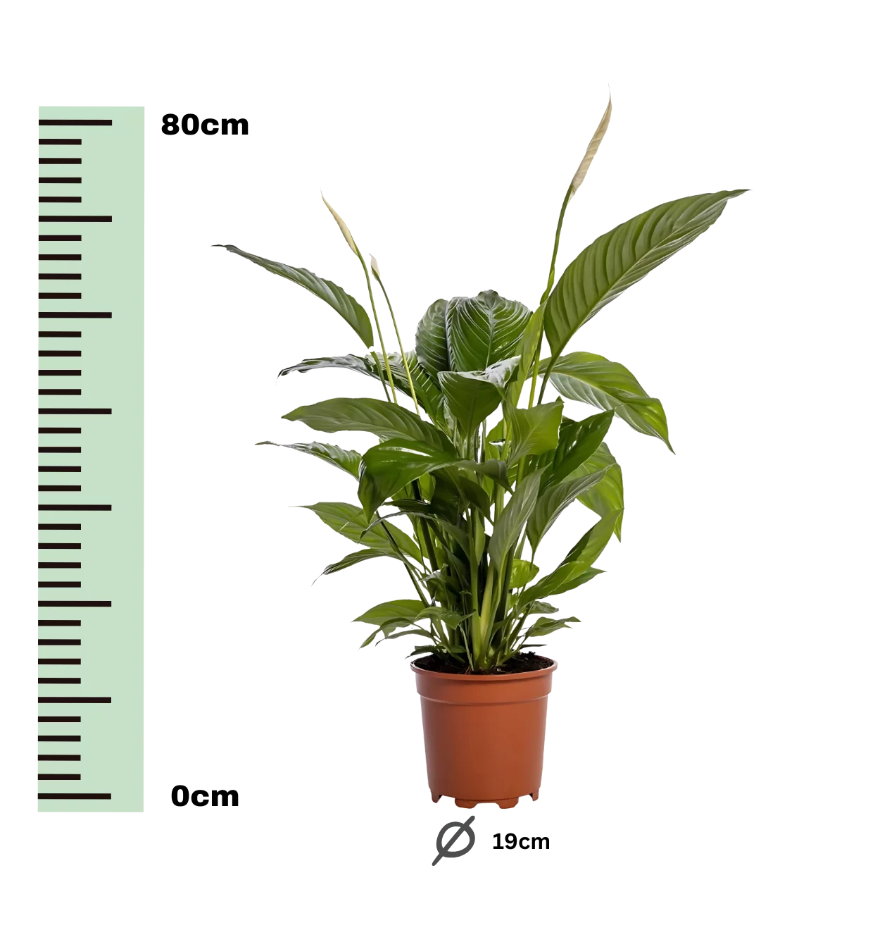 Spathiphyllum “Bingo Cupido” | Einblatt | +/- 80cm | ø 19cm Topf