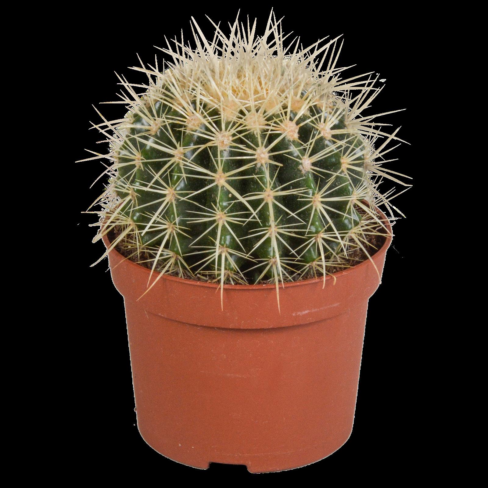Echinocactus grusonii 12cm