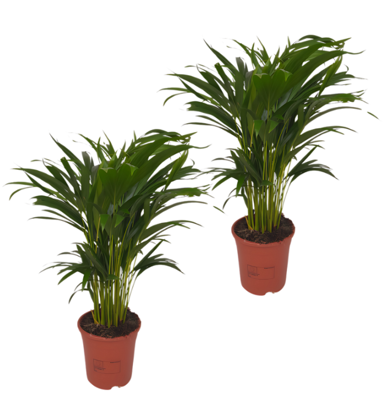 2er-Set Goldfruchtpalme | Areca-Palme | +/- 40-50cm | ø 12-15cm Topf 