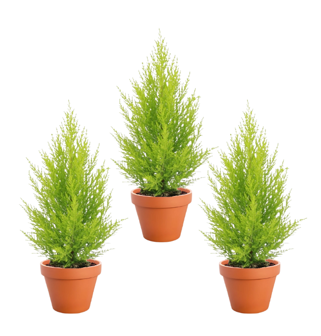3er-Set Zimmerzypresse | Goldcrest | +/- 45-55cm | ø 12-15cm Topf 