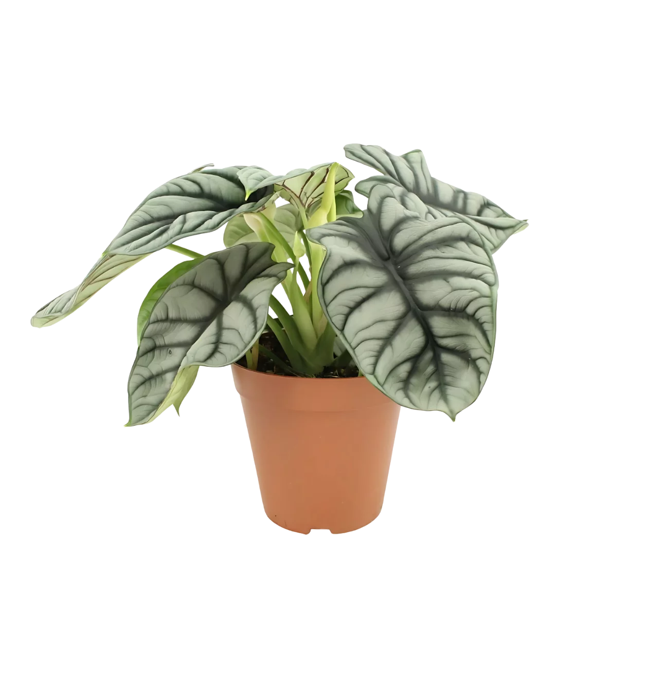 Alocasia “Silver Dragon” | Elefantenohr | +/- 45cm | ø 12cm Topf