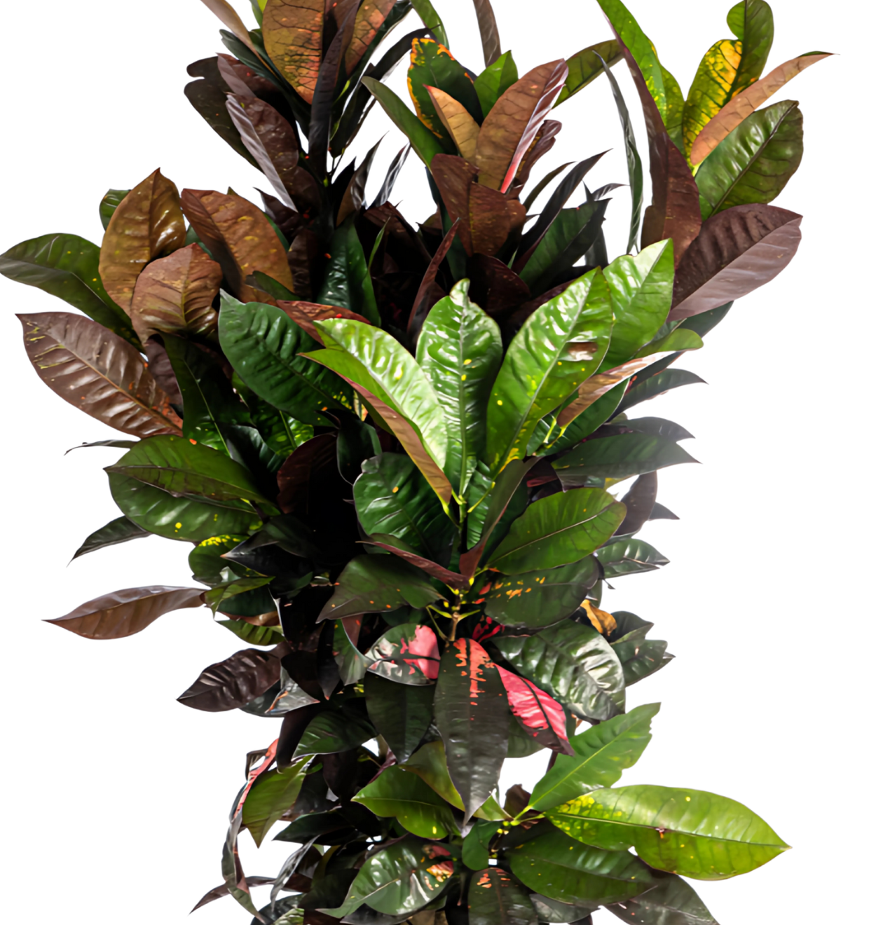Codiaeum Croton “Iceton” | Wunderstrauch | +/- 90-100cm | ø 24cm Topf