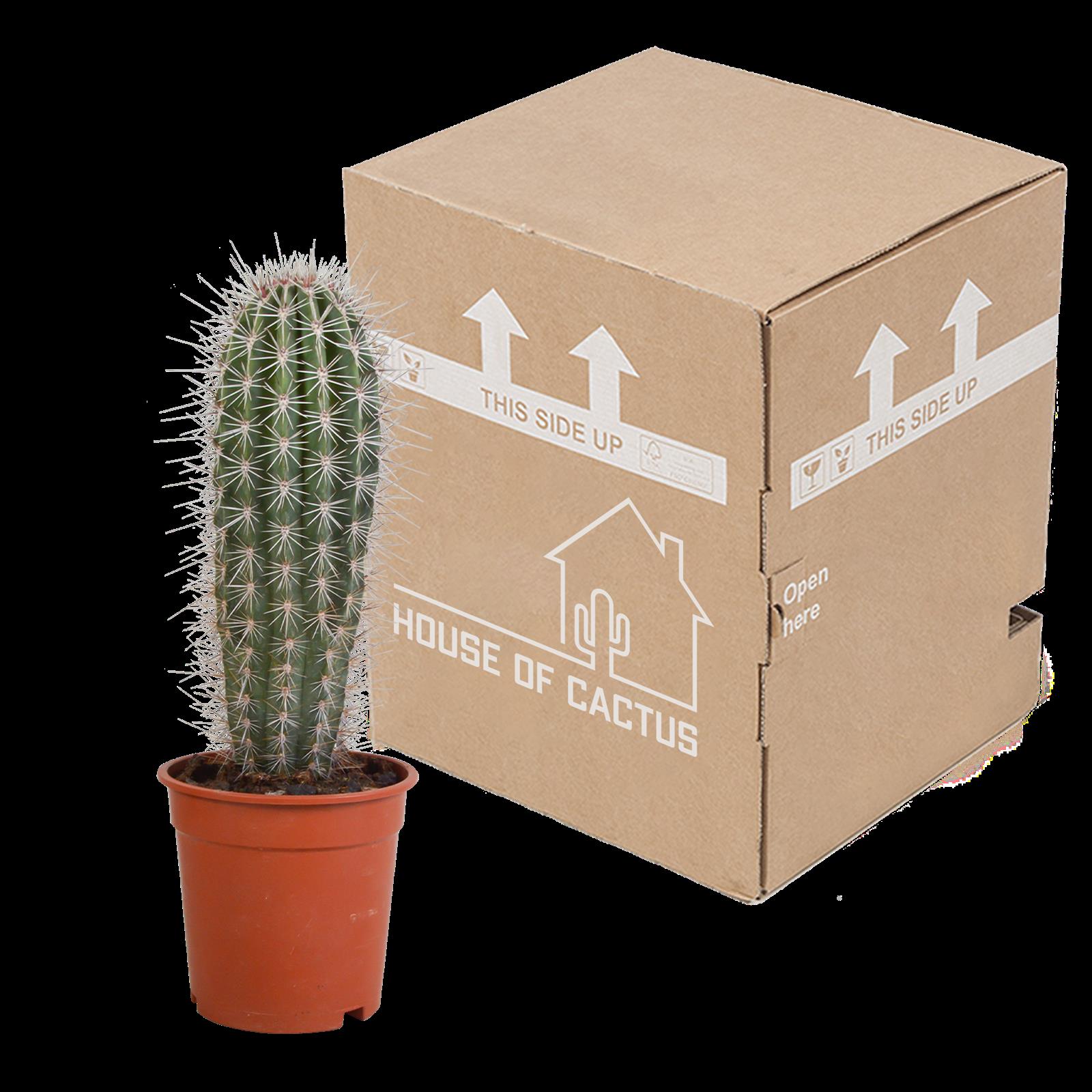 Pachycereus pringlei - 17cm - zonder pot