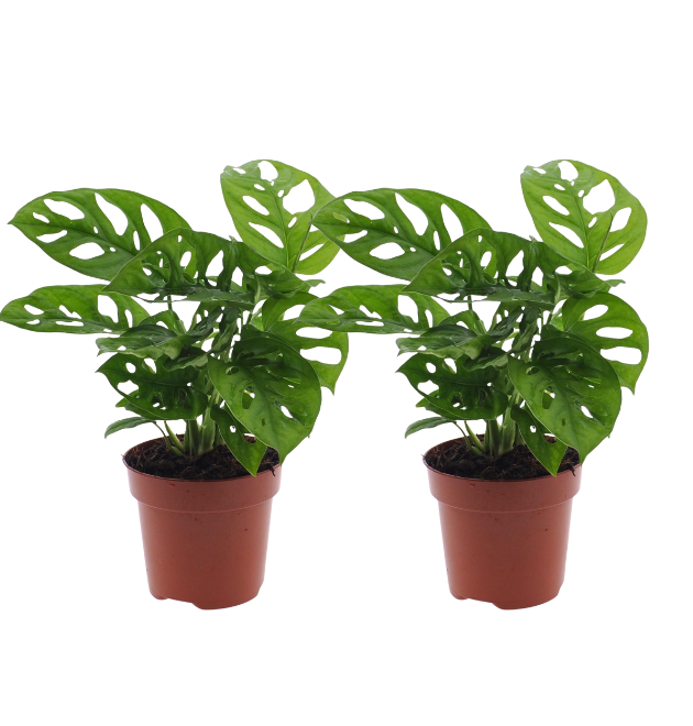 2er-Set Monstera “Monkey Leaf” | Affenblatt | +/- 25-30cm | ø 12-15cm Topf 