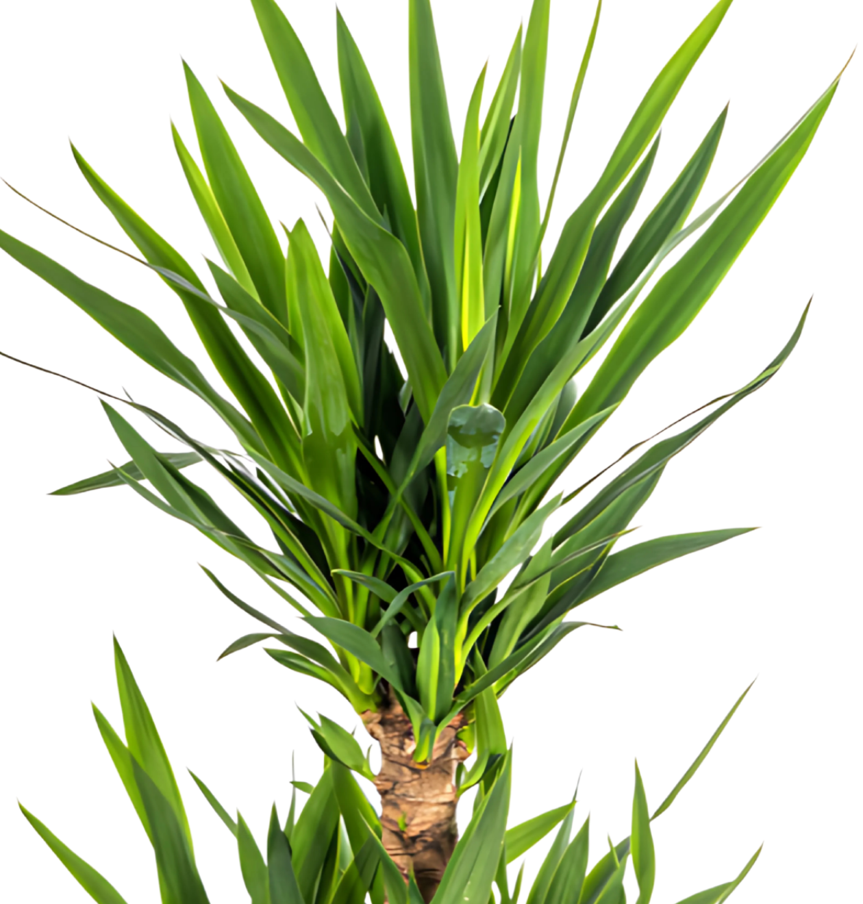Yucca Elephantipes | Palmlilie | +/- 100cm | ø 30cm Topf
