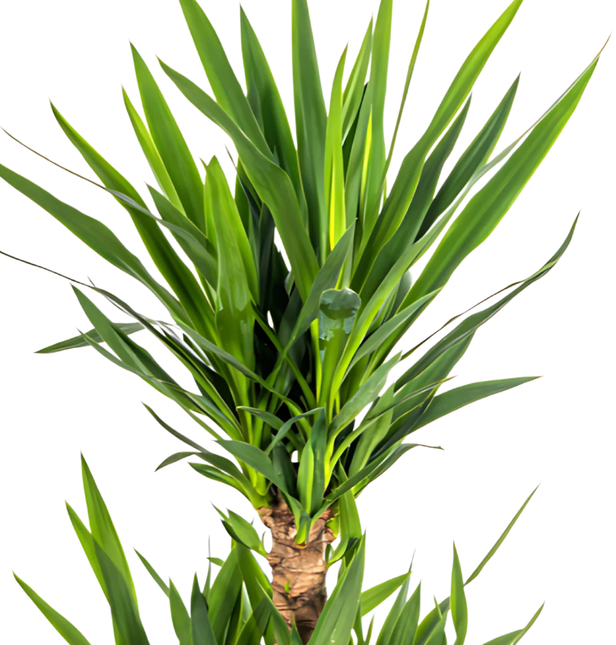 Yucca Elephantipes | Palmlilie | +/- 100cm | ø 30cm Topf