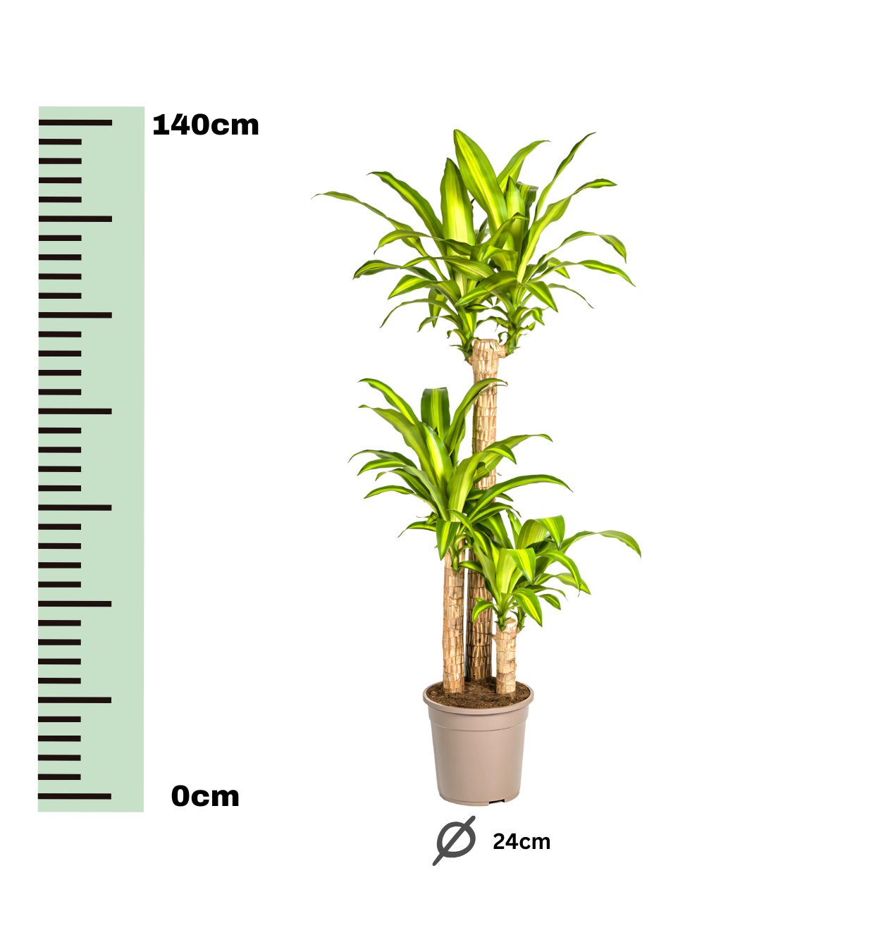 Dracaena Fragrans “Massangeana” | Drachenbaum | +/- 140cm | ø 24cm Topf