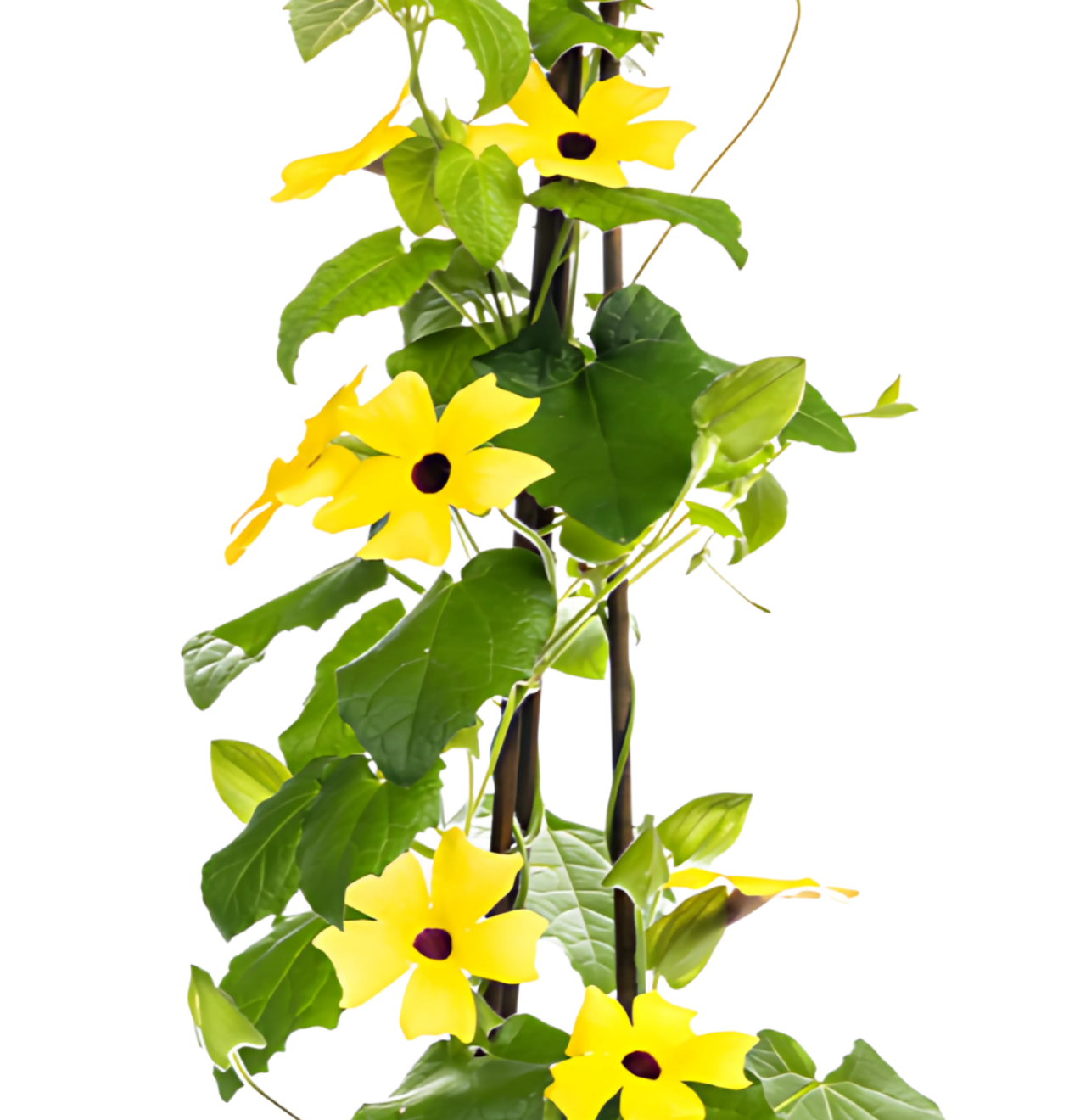 Thunbergia alata “Sunny Susy Yellow” | Schwarzäugige Susanne | +/- 60cm | ø 13cm