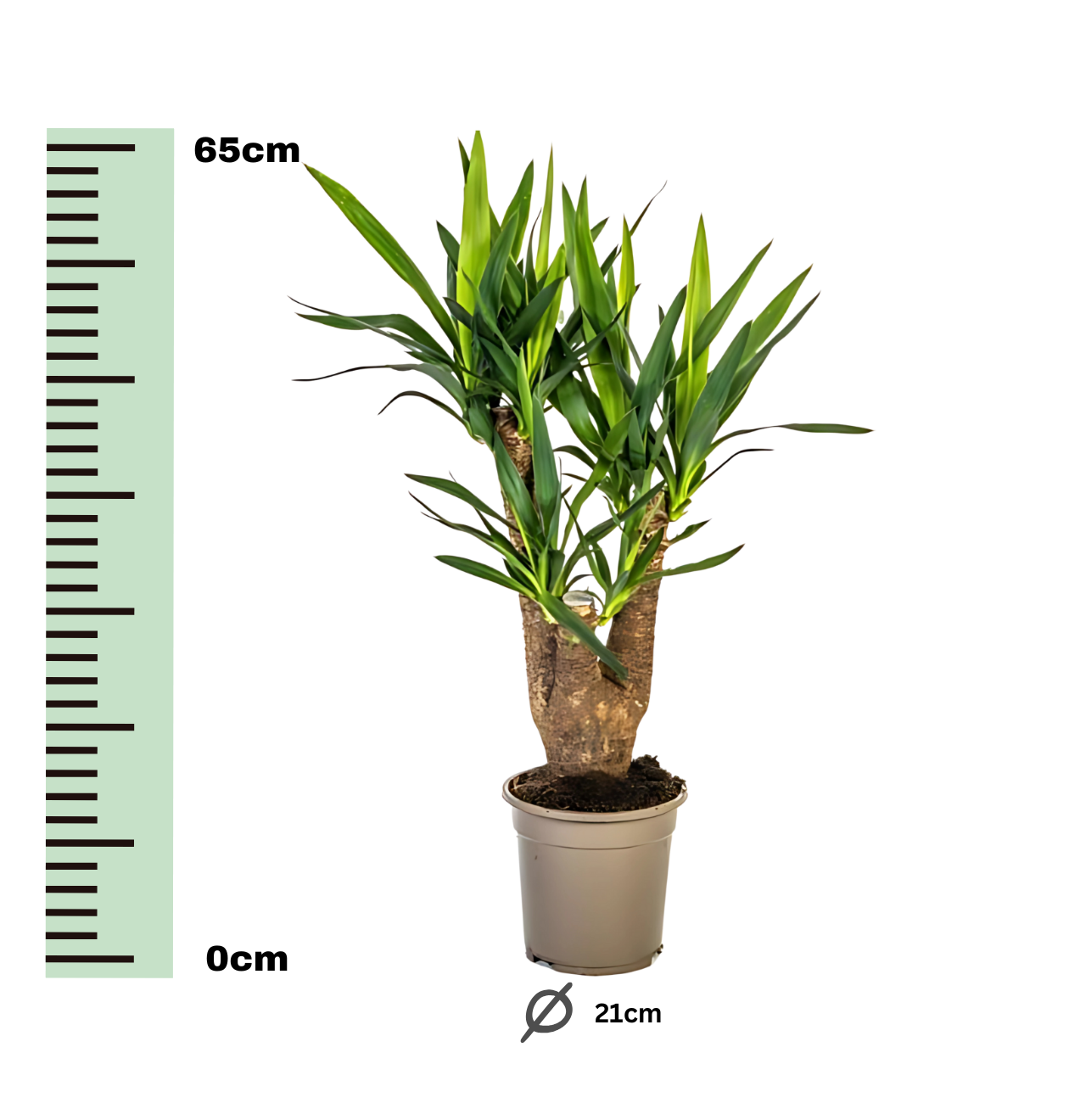 Yucca Elephantipes | Palmlilie | +/- 65cm | ø 21cm Topf