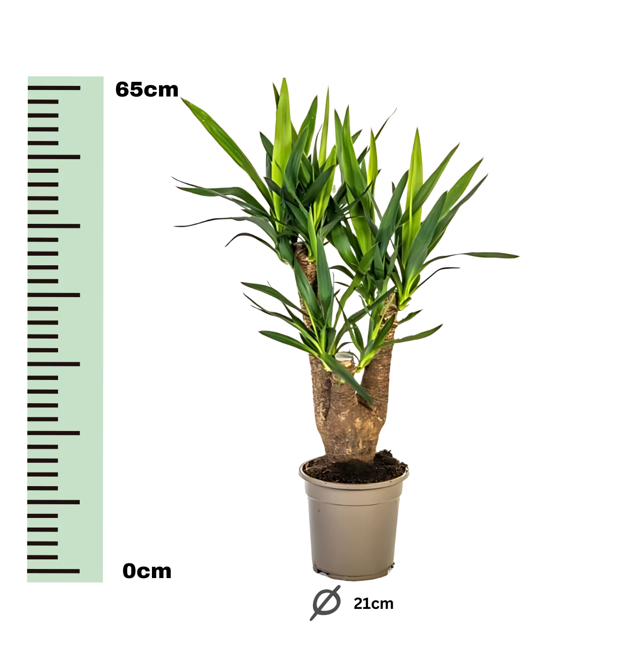 Yucca Elephantipes | Palmlilie | +/- 65cm | ø 21cm Topf