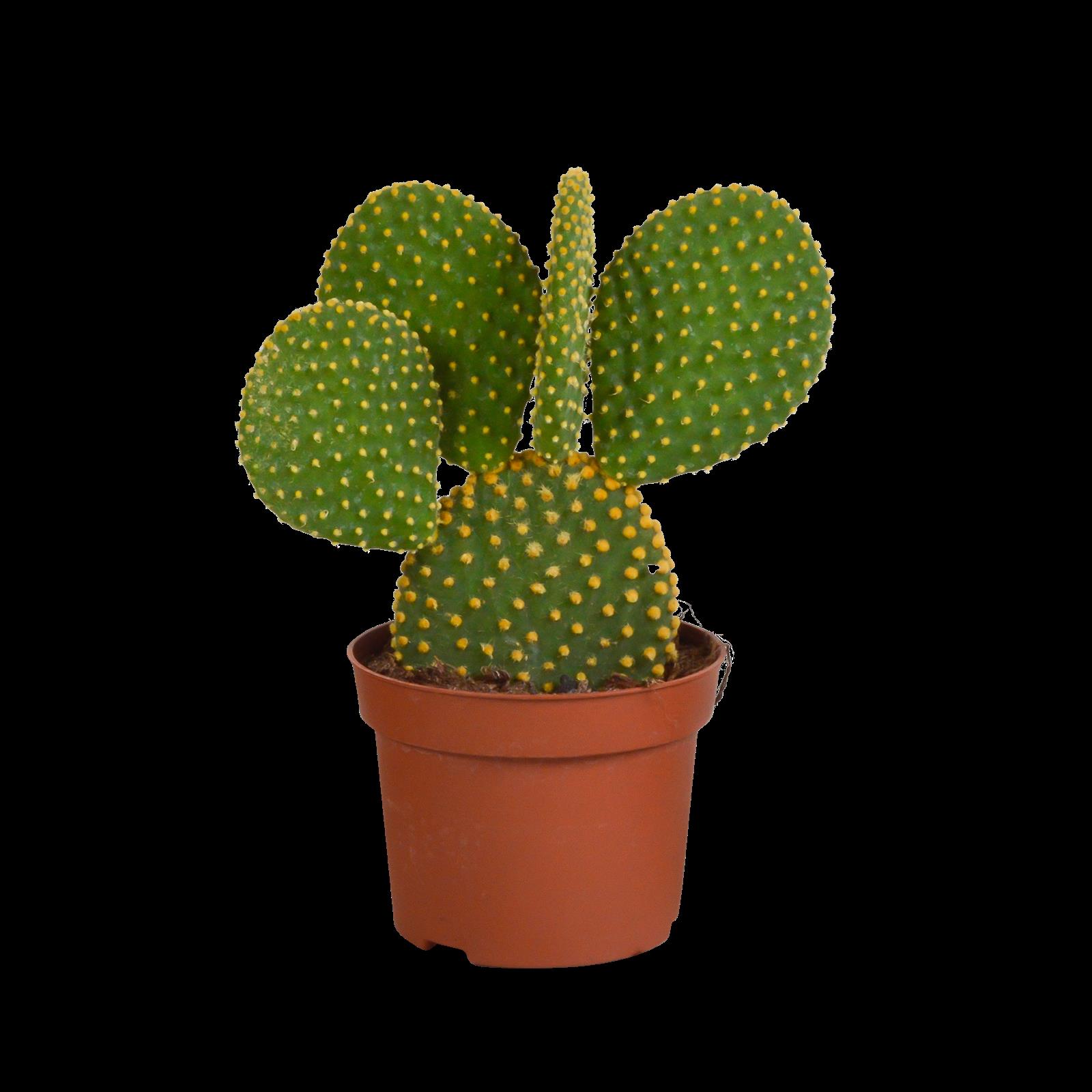 Opuntia microdasys - 12cm - zonder pot