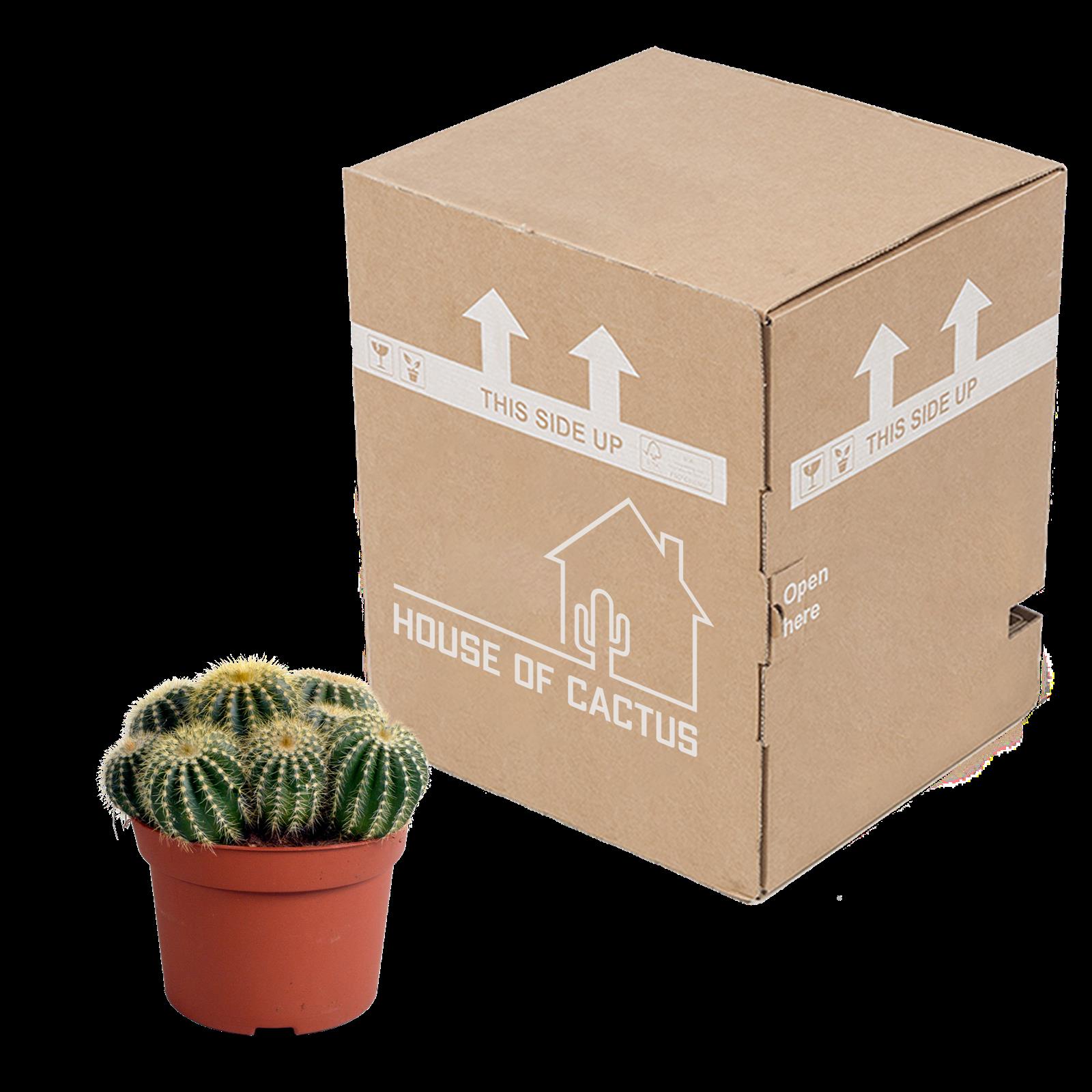 Eriocactus warasii 12cm