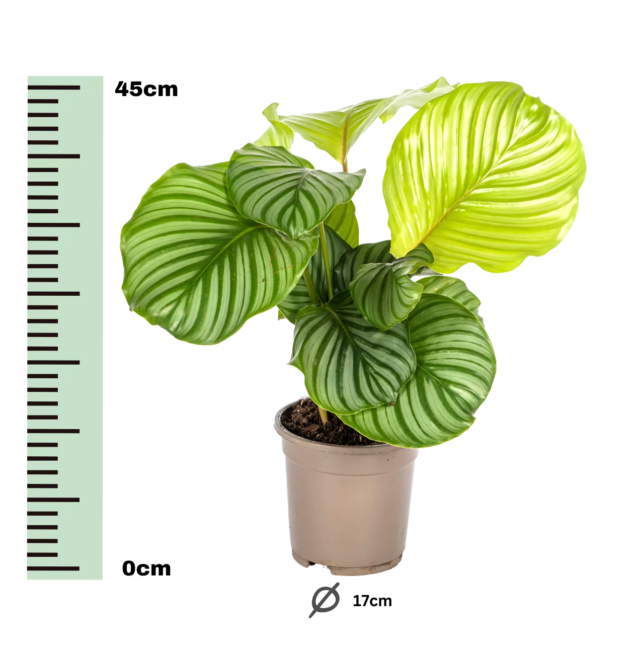 Calathea “Orbifolia” | Korbmarante | +/- 45cm | ø 17cm Topf