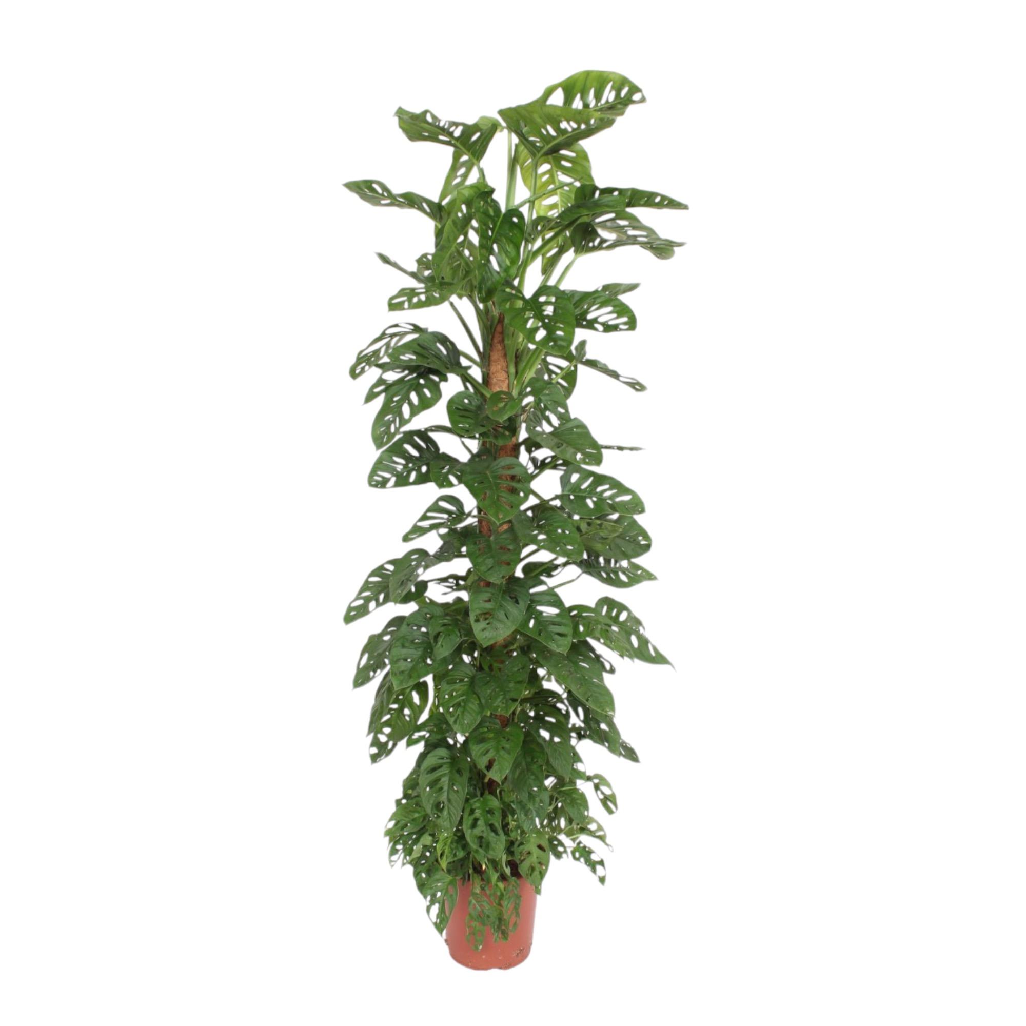 Monstera “Monkey Leaf” mit Moosstab | Affenblatt | +/- 180cm | ø 27cm Topf