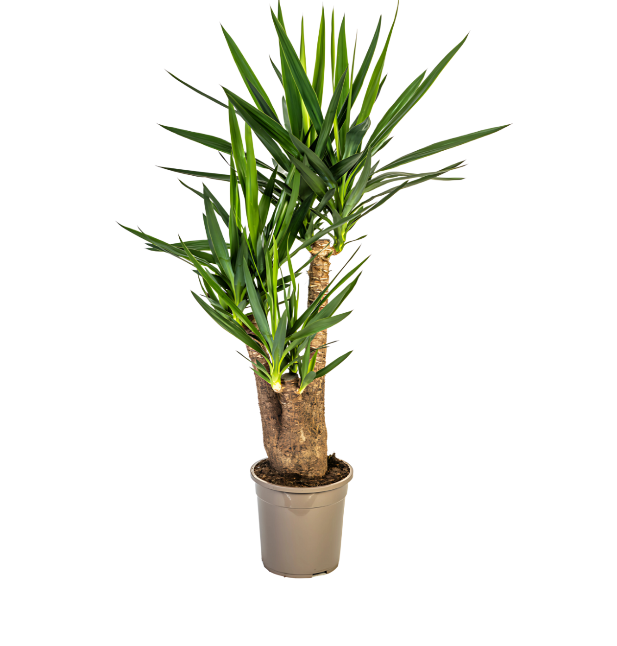 Yucca Elephantipes | Palmlilie | +/- 90-100cm | ø 24cm Topf