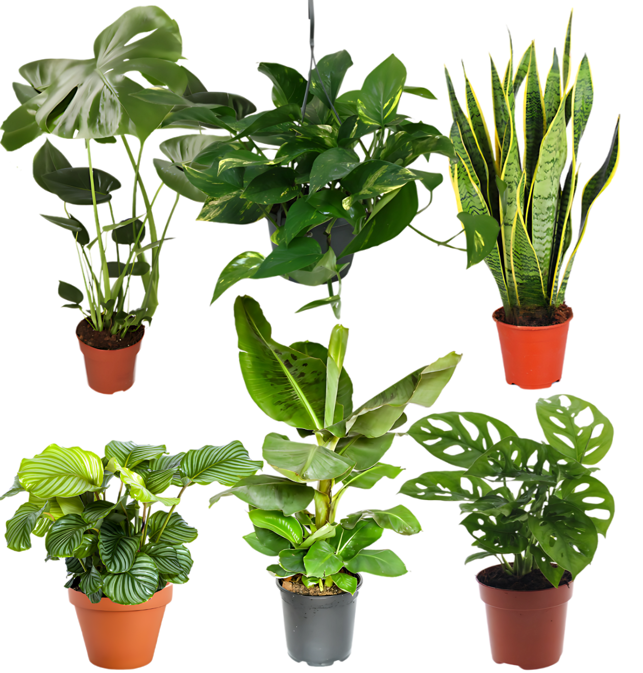 6er-Set “Exotica” | Bananenpflanze | Korbmarante | Affenblatt | Efeutute | Bogenhanf | Monstera | +/- 25-50cm | ø 12-15cm Topf 