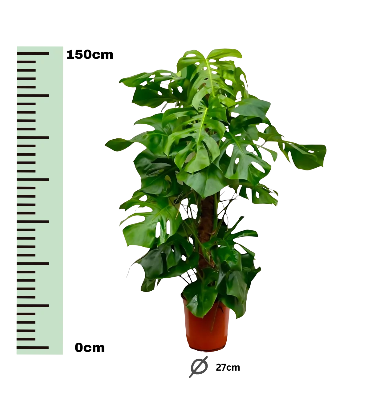 Monstera Deliciosa XXL | Fensterblatt | +/- 150cm | ø 27cm Topf