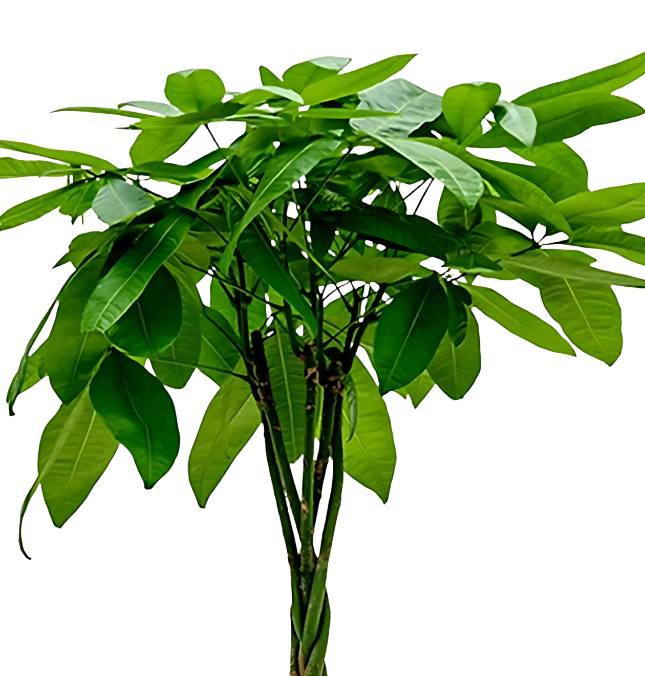 6er-Set “Tierfreund” | Bergpalme | Bananenpflanze | Goldfruchtpalme | Grünlilie | Korbmarante | Glückskastanie | +/- 30-60cm | ø 12-15cm Topf