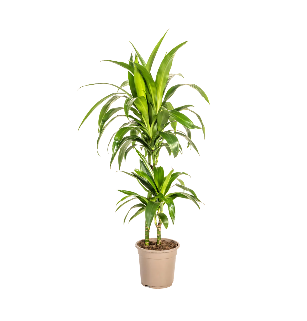 Dracaena Deremensis “Lisa” | Drachenbaum | +/- 80cm | ø 19cm Topf