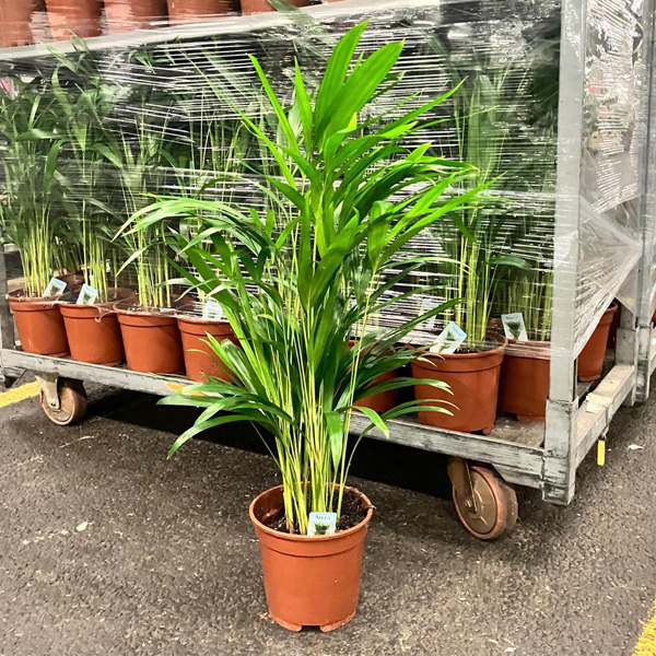 2er-Set - Dypsis Lutescens (65-70cm) - 17er Topf