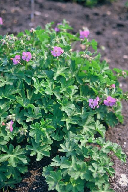 6x Geranium cant. 'Cambridge' - ↕10-25cm - Ø9cm