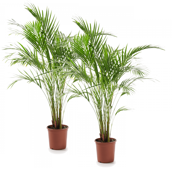 2er-Set - Dypsis Lutescens (65-70cm) - 17er Topf