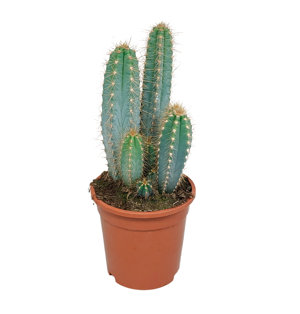 Pilosocereus azureus (Ohne Topf) | Azurblauer Säulenkaktus | +/- 30-40cm | ø 17cm Topf