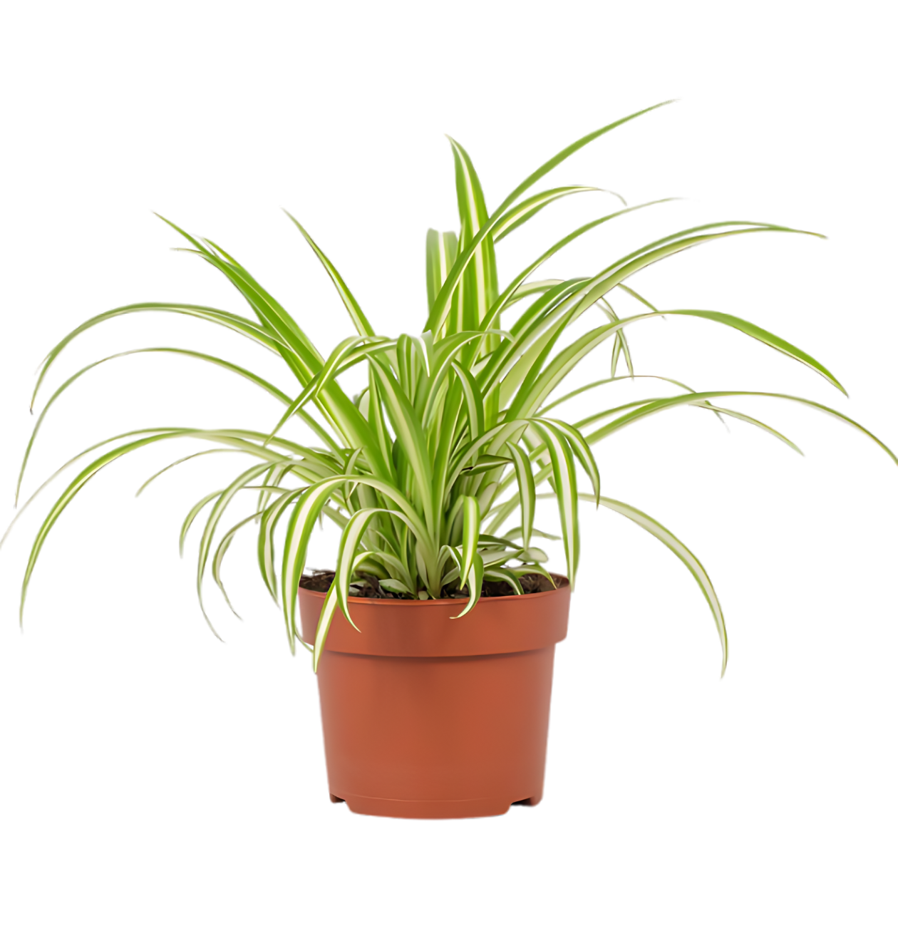 3er-Set | Grünlilie | Chlorophytum | +/- 40-50cm | ø 12-15cm Topf