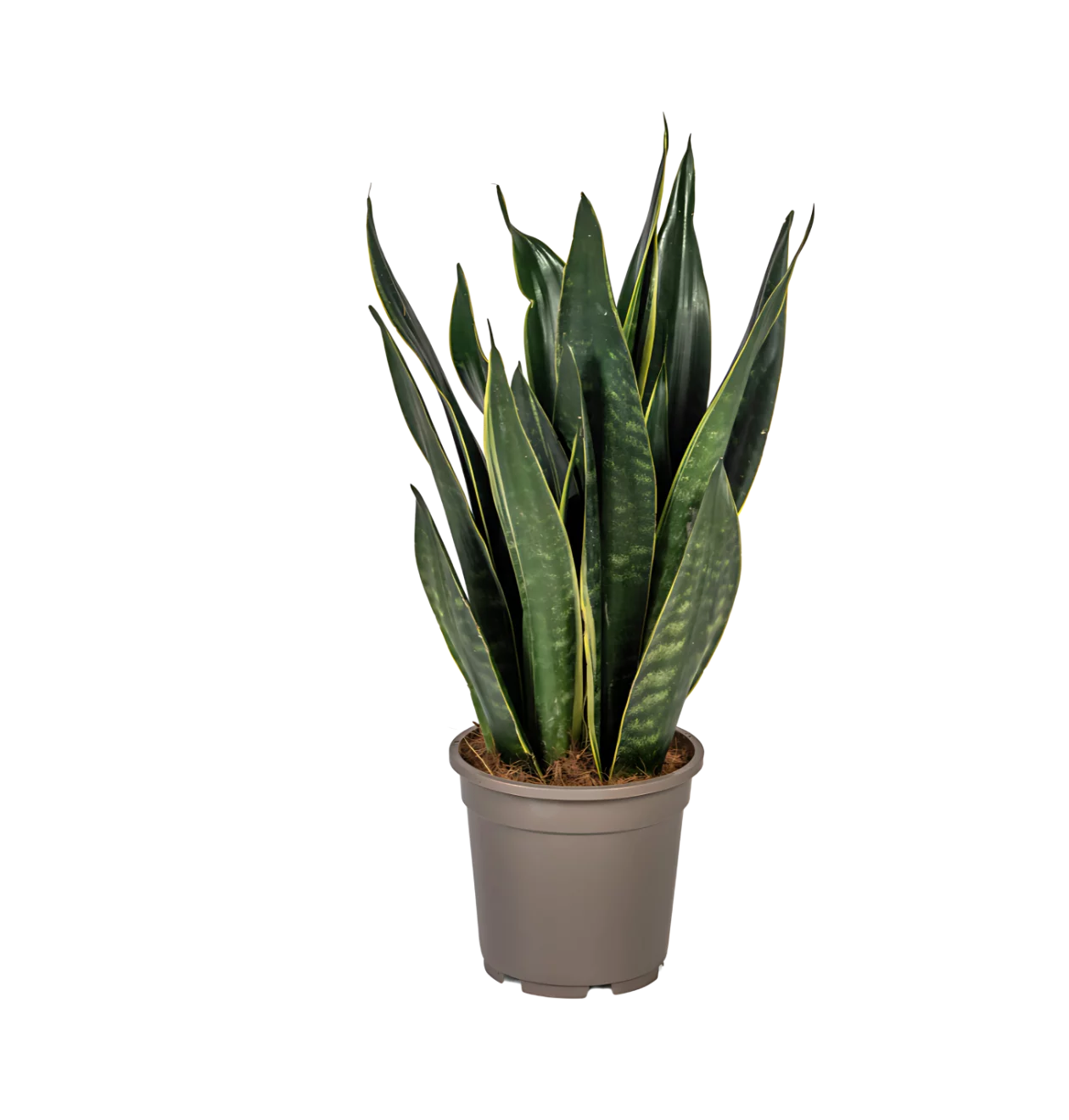 Sansevieria Trifasciata “Futura Black” | Bogenhanf | +/- 50-55cm | ø 17cm Topf