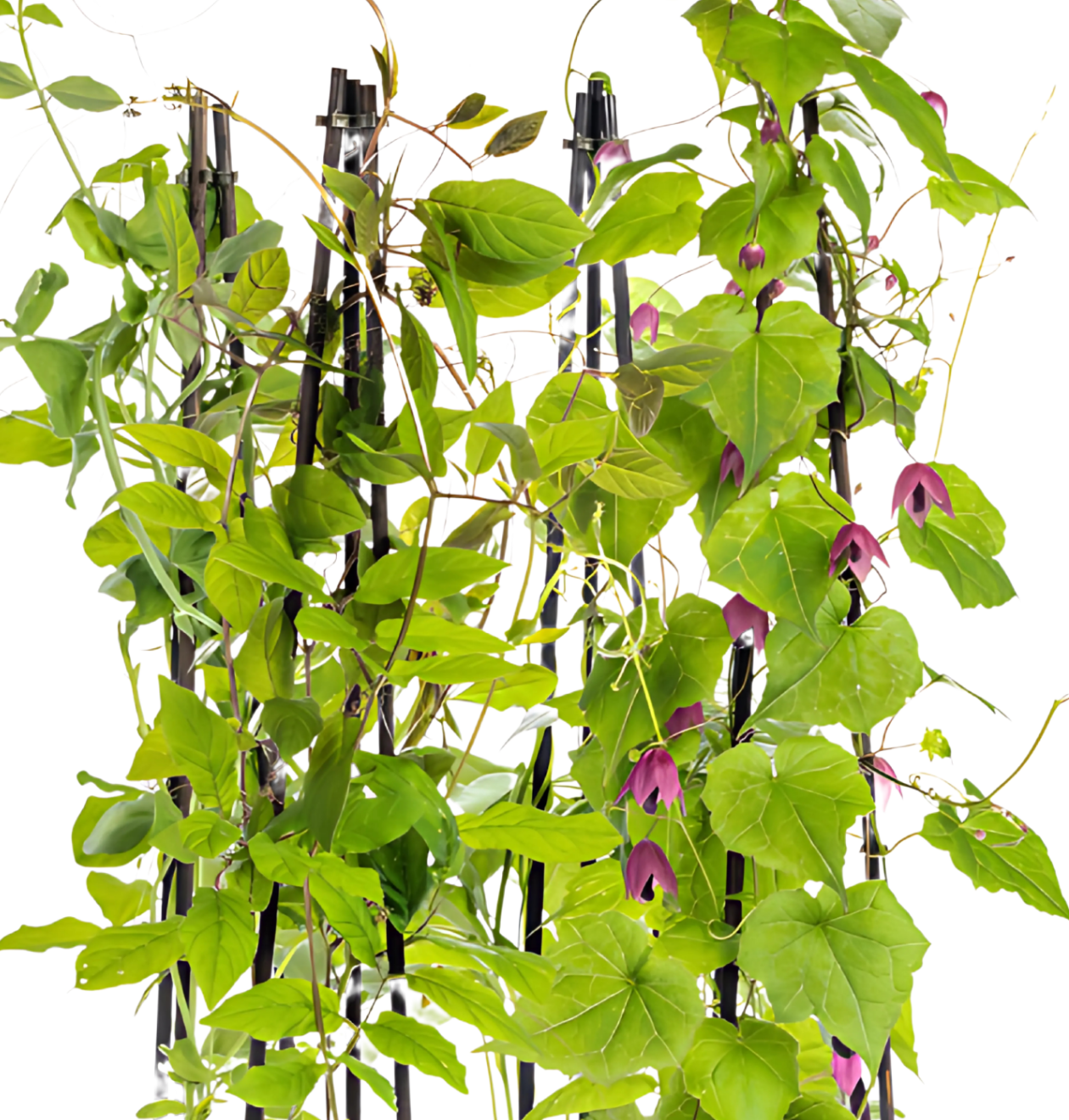 4er-Set | Lathyrus odoratus | Ipomoea tricolor | Cobea scandens | Rhodochiton atrosanguineum | +/- 60cm | ø 13cm