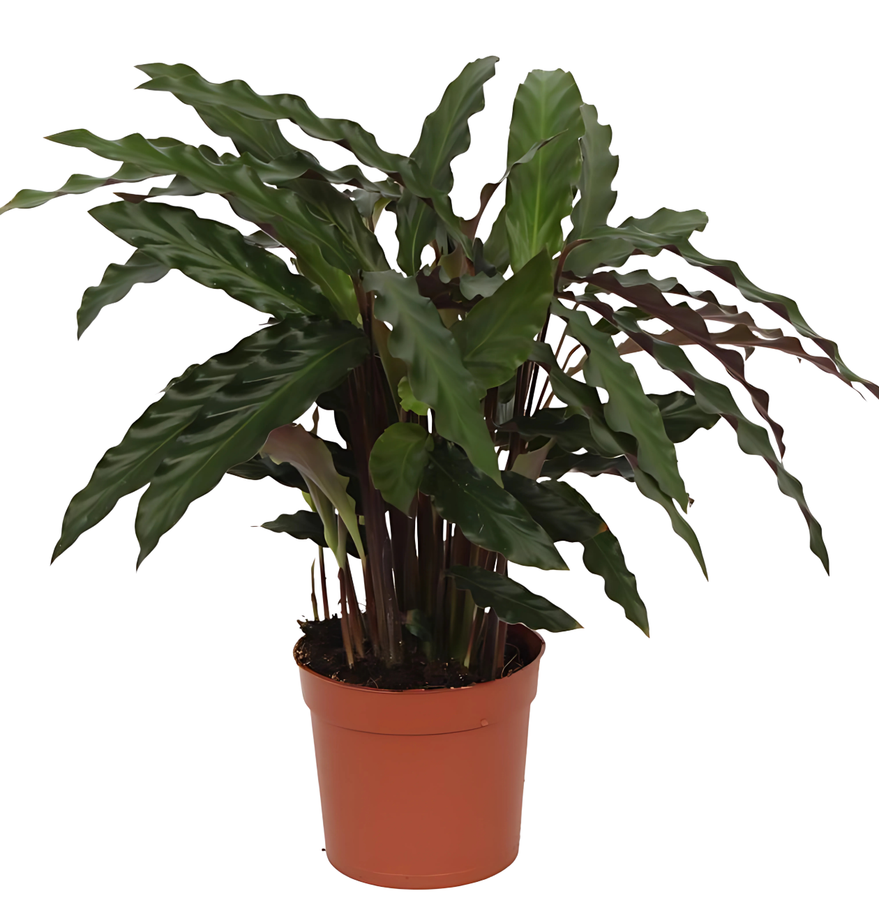 Calathea “Elgergrass” | Korbmarante | +/- 40cm | ø 12cm Topf