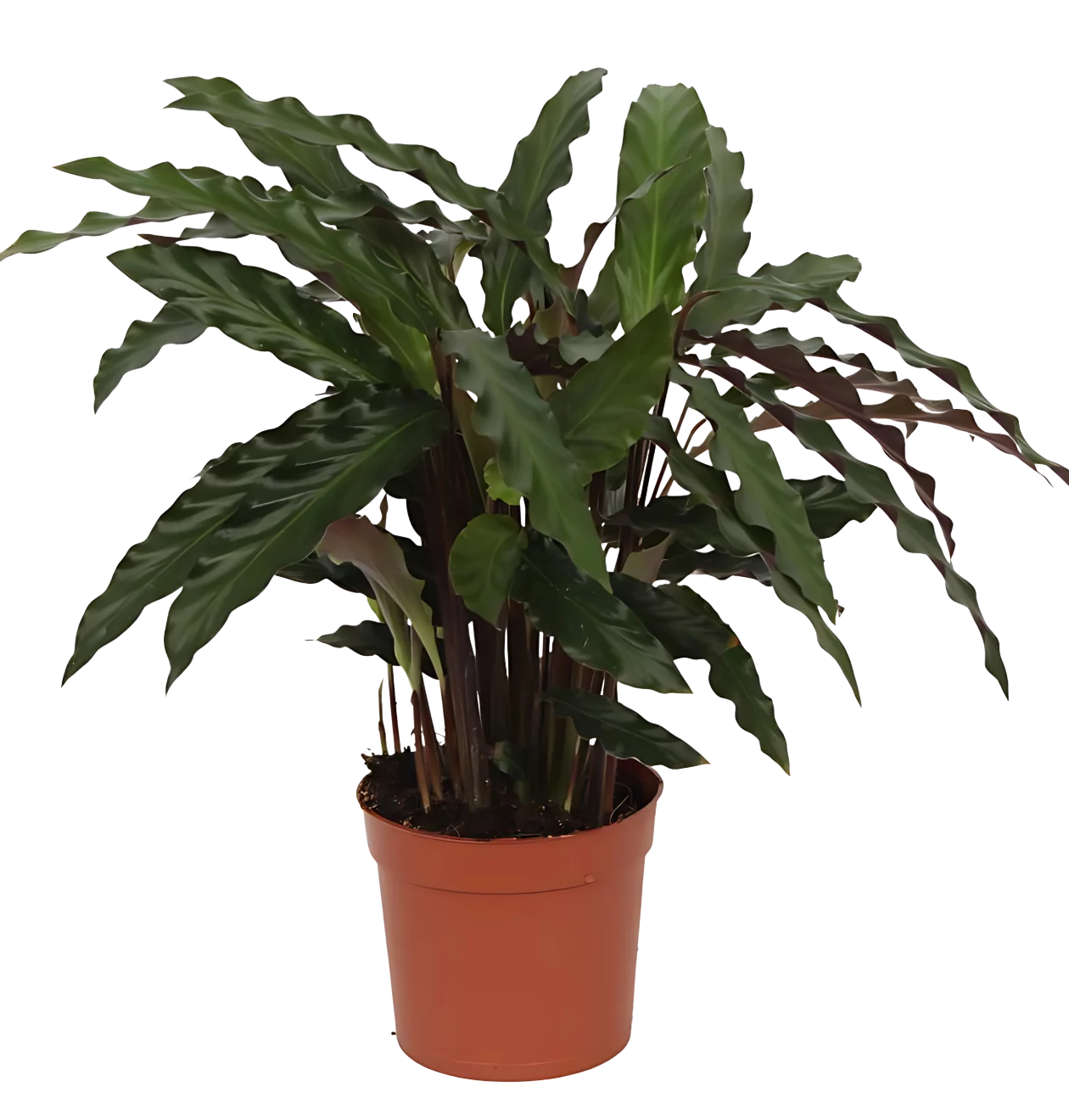 Calathea “Elgergrass” | Korbmarante | +/- 40cm | ø 12cm Topf