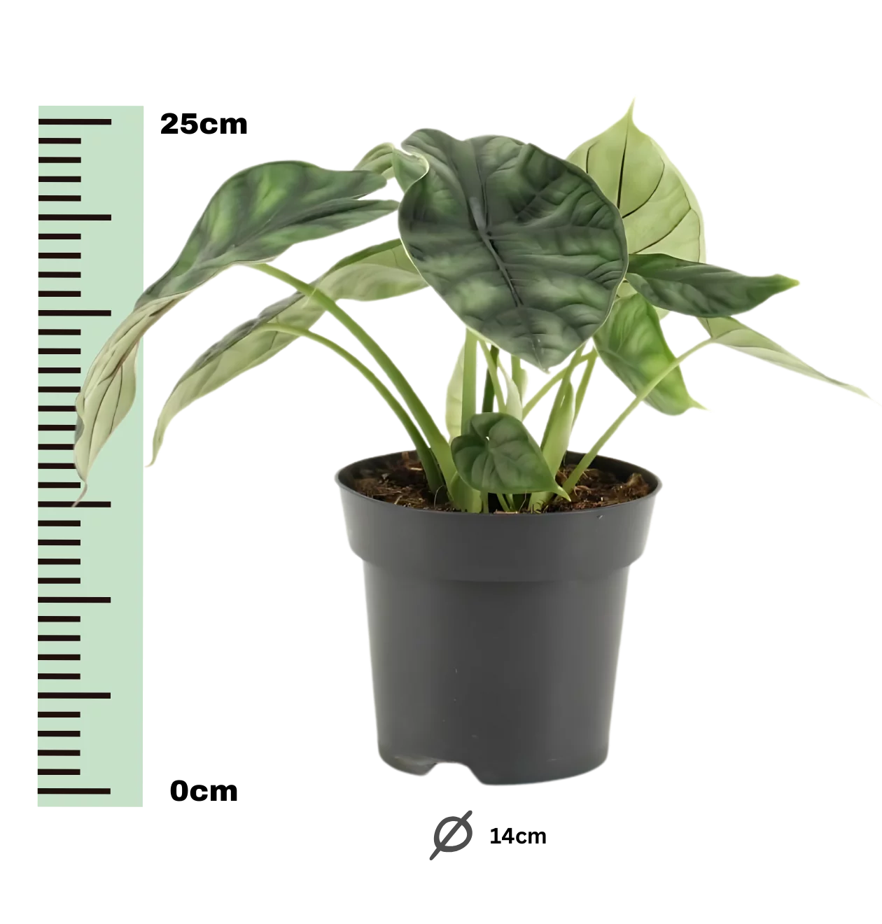 Alocasia “Dragon Scale” | Elefantenohr | +/- 25cm | ø 14cm Topf