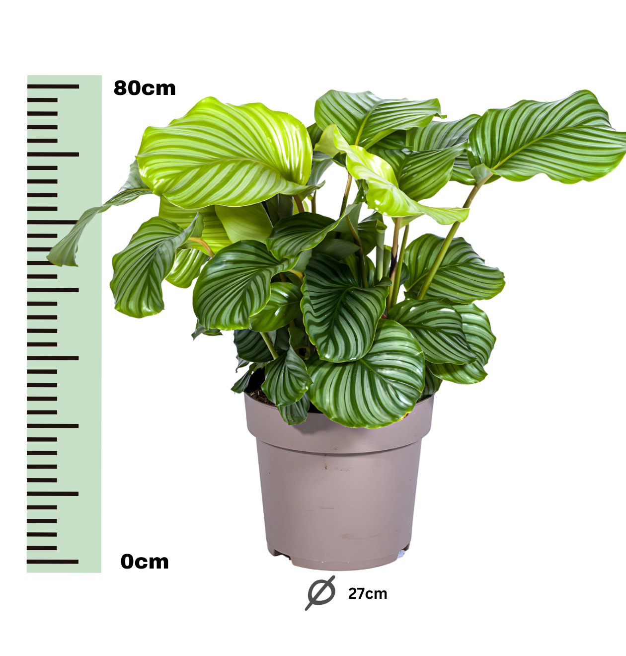 Calathea “Orbifolia” | Korbmarante | +/- 80cm | ø 27cm Topf