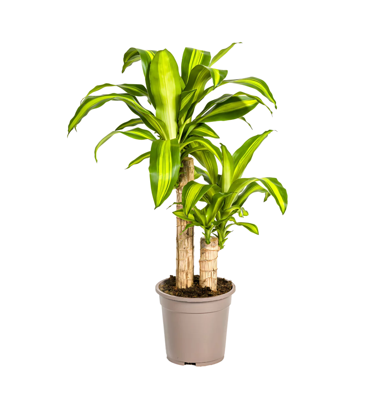 Dracaena Fragrans “Massangeana” | Drachenbaum | +/- 80cm | ø 19cm Topf