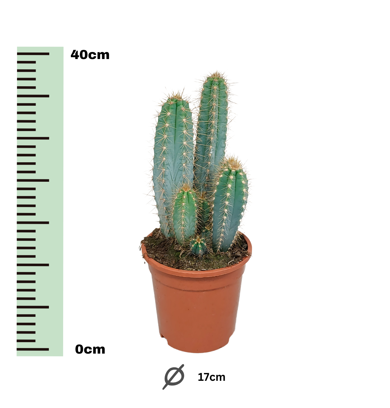 Pilosocereus azureus (Ohne Topf) | Azurblauer Säulenkaktus | +/- 30-40cm | ø 17cm Topf
