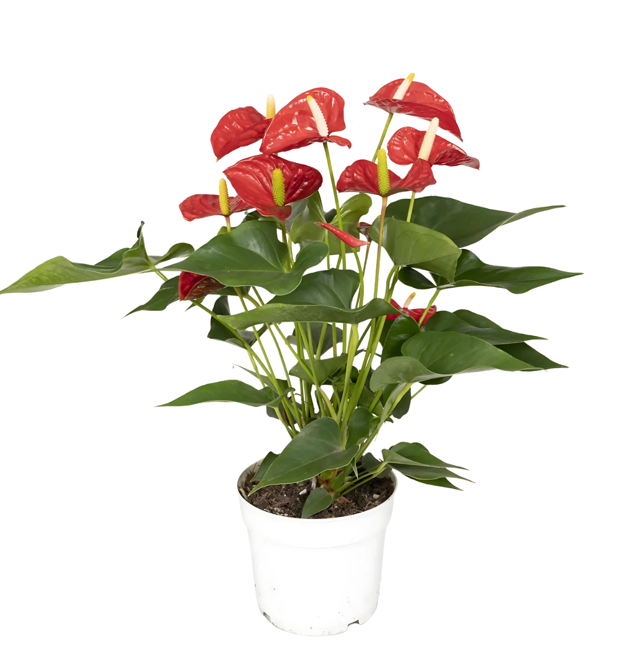 Anthurium “Red” | Rote Flamingoblume | +/- 55cm | ø 17cm Topf