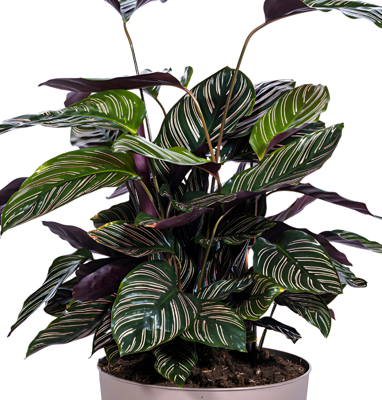 Calathea Ornata “Sanderiana” | Korbmarante | +/- 70cm | ø 27cm Topf